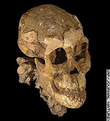 australopithecus afarensis