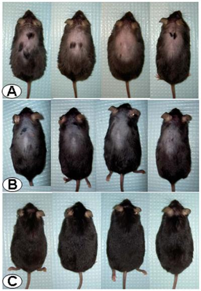 mice treated with astressin-B regrow hair