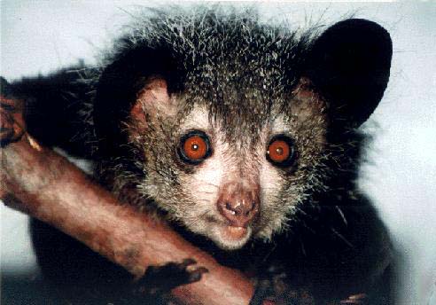 photograph of an  aye-aye