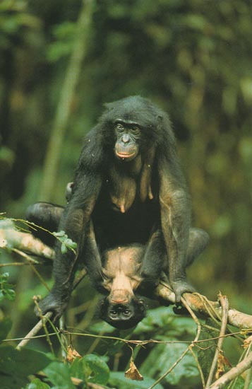 photograph of bonobos