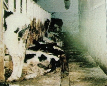 veal calves