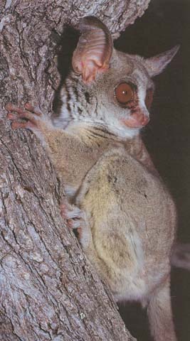 photograph of bushbaby