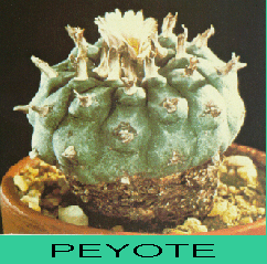 cacti.org.uk