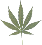 cannabis leaf