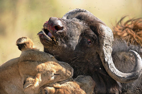 lions killing buffalo