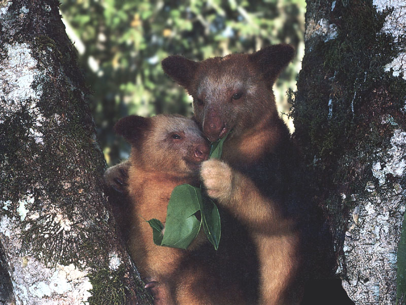 photograph of tree kangaroos