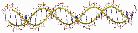 DNA