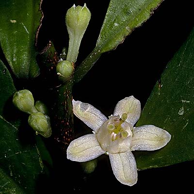 Erythroxylon coca has beautiful flowers