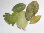 coca leaves