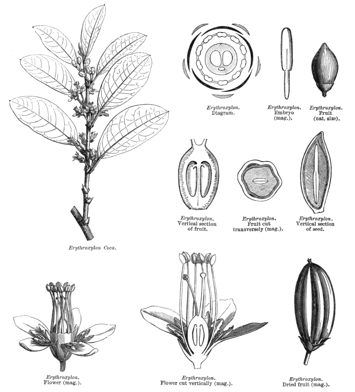 the genus Erythroxylon /  Erythroxylum