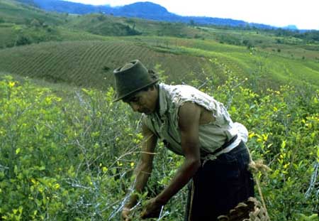 cocaine farming