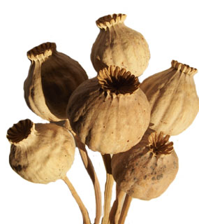 image of opium poppy