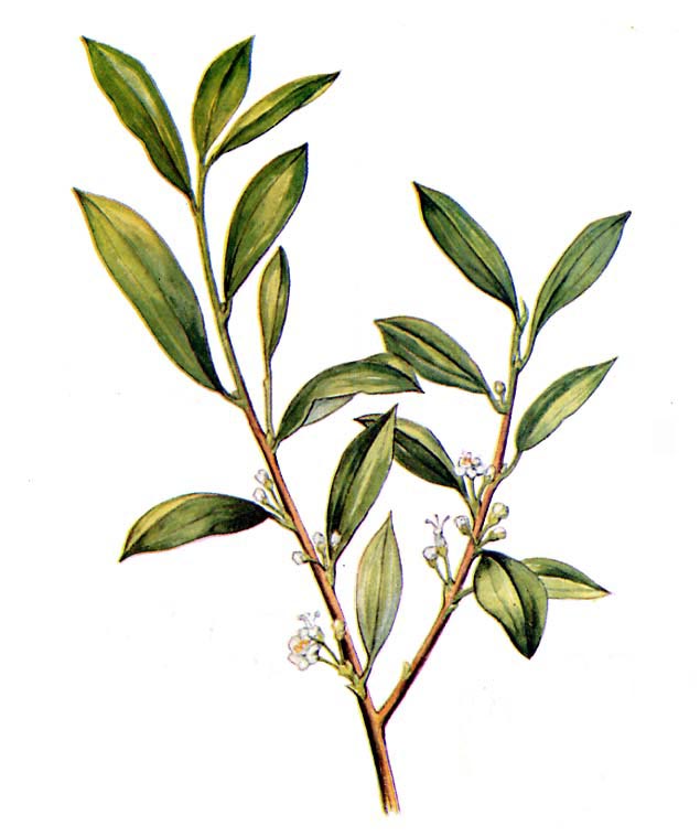 Erythroxylon coca