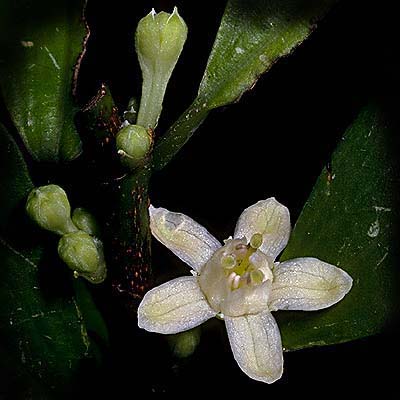 Erythroxylon coca in bloom