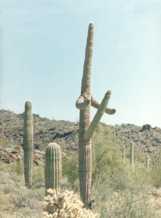 a saguero cactus