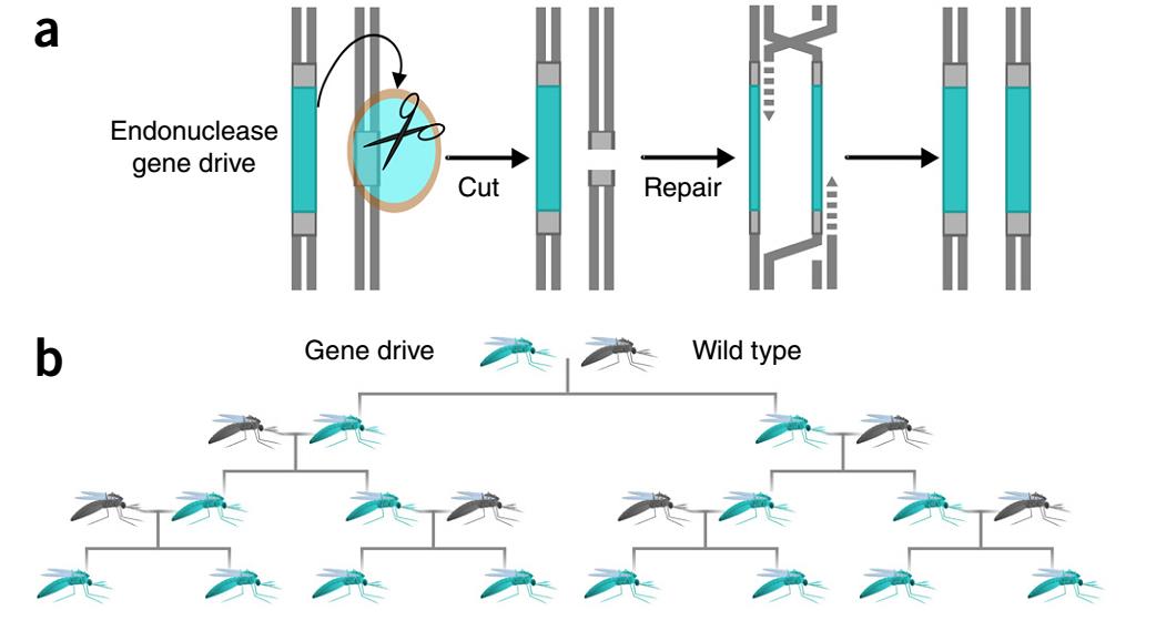 gene drive