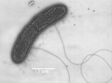 picture of geobacter