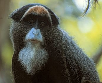 photograph of a guenon