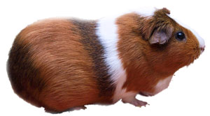 guinea-pig.com