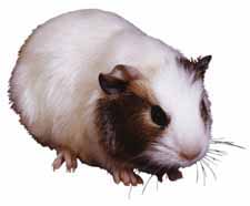 photo of a guinea pig