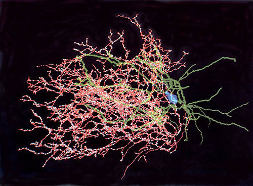 picture of new brain cell