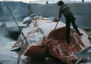 Icelander and slaughtered whale