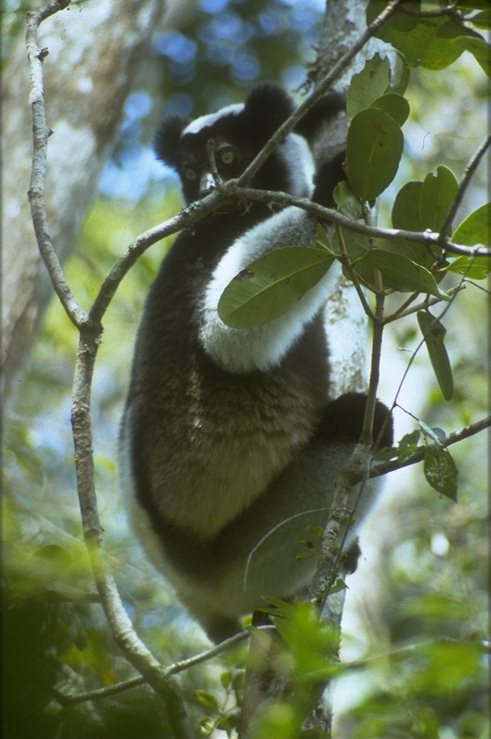 photograph of an indri