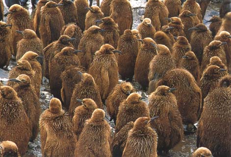 photo of rookery of king penguin chicks