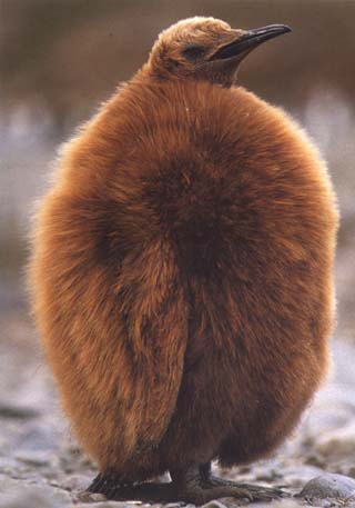 photo of king penguin chick