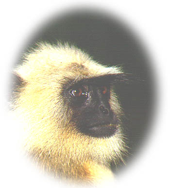 photograph of a back-faced langur 