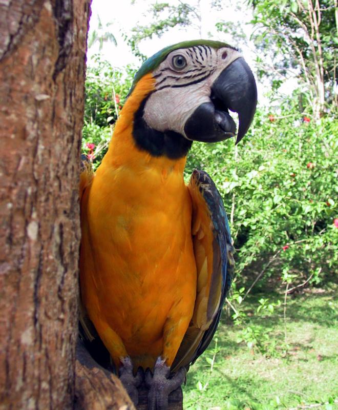 photograph of a macaw