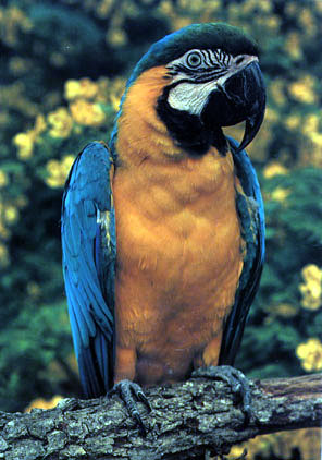 photograph of a macaw