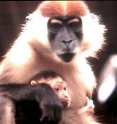 photograph of a mangabey