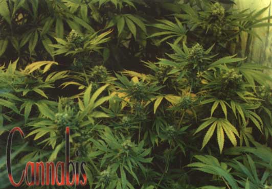 cannabis