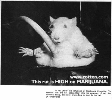 a stoned rat