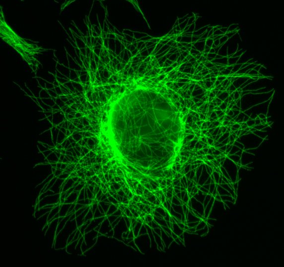 microtubule.com