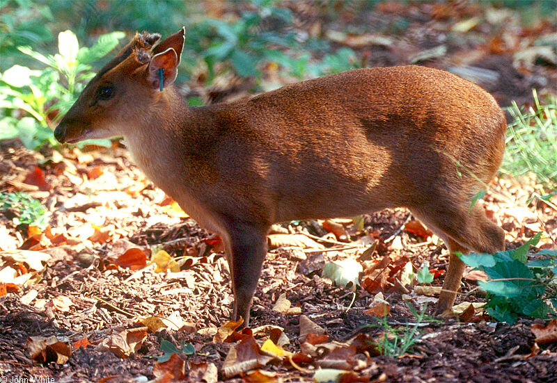 muntjac.com