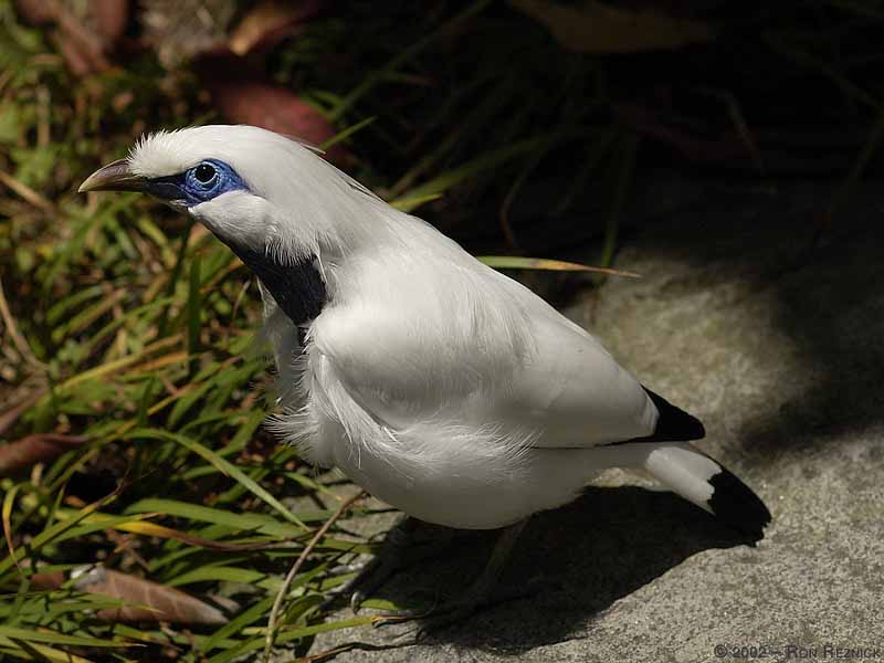 picture of Bali mynah