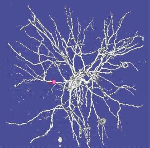 neurocircuitry.com