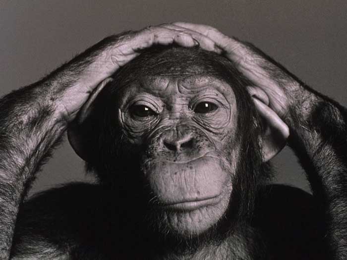 a reflective chimpanzee