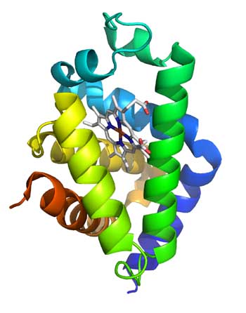 neuroglobin