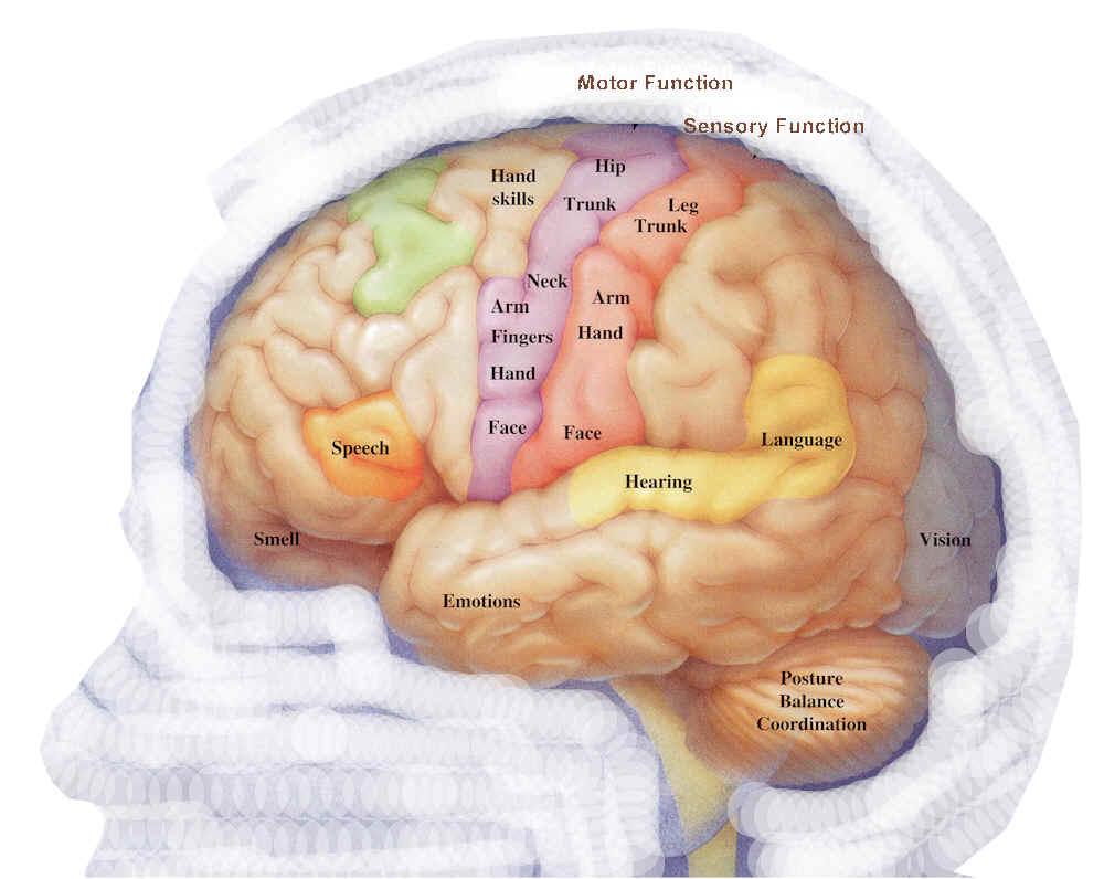 neuroscience.es