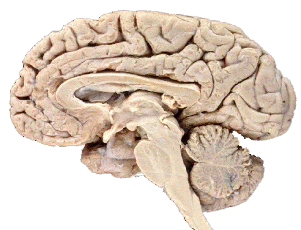 brain