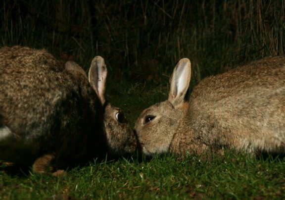 nose-rubbing.com