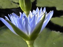 Nymphaea Caerulea or Blue Lotus