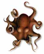 picture of an octopus