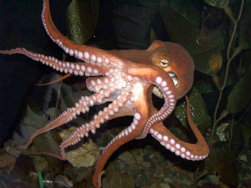 octopuses.org