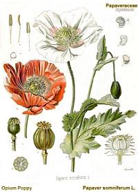 image of opium poppy