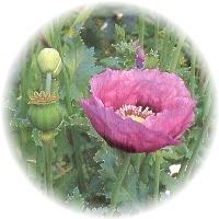 image of opium poppy