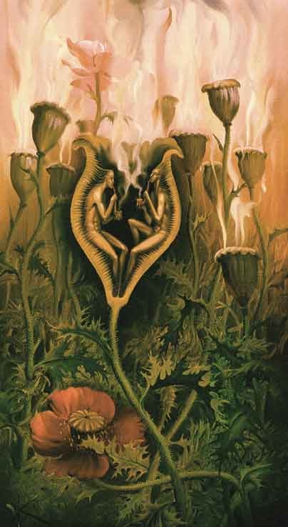 image of opium poppy